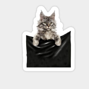 Main Coon Cat, Main Coon inside Pocket Sticker